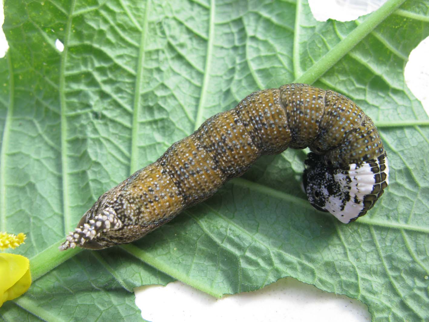 dal bruco alla farfalla - Acherontia atropos